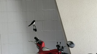 エントリ画像