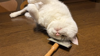 エントリ画像